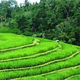 West Bali Nature Safari